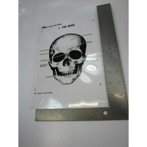 ICS Form Finders Bones of the Head Transparency See Through 53600 Skull - Picture 2 of 3